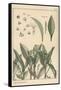 Lily of the Valley, Botanical Study, 1897 (Lithograph)-Eugene Grasset-Framed Stretched Canvas