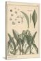 Lily of the Valley, Botanical Study, 1897 (Lithograph)-Eugene Grasset-Stretched Canvas