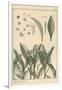 Lily of the Valley, Botanical Study, 1897 (Lithograph)-Eugene Grasset-Framed Giclee Print