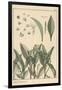 Lily of the Valley, Botanical Study, 1897 (Lithograph)-Eugene Grasset-Framed Giclee Print