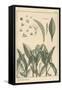 Lily of the Valley, Botanical Study, 1897 (Lithograph)-Eugene Grasset-Framed Stretched Canvas