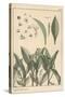 Lily of the Valley, Botanical Study, 1897 (Lithograph)-Eugene Grasset-Stretched Canvas