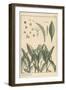 Lily of the Valley, Botanical Study, 1897 (Lithograph)-Eugene Grasset-Framed Giclee Print