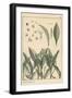 Lily of the Valley, Botanical Study, 1897 (Lithograph)-Eugene Grasset-Framed Giclee Print