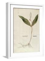 Lily of the Valley - Convallaria Majalis (Ephemerum Non Letale) by Leonhart Fuchs from De Historia-null-Framed Giclee Print