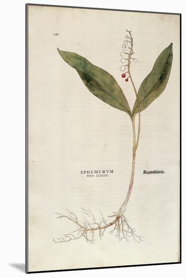 Lily of the Valley - Convallaria Majalis (Ephemerum Non Letale) by Leonhart Fuchs from De Historia-null-Mounted Giclee Print