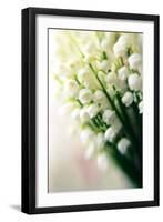 Lily of the Valley (Convallaria Majalis)-Maria Mosolova-Framed Photographic Print