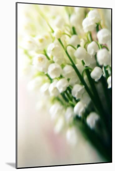 Lily of the Valley (Convallaria Majalis)-Maria Mosolova-Mounted Photographic Print