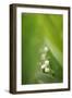 Lily of the Valley, Convallaria Majalis-Andreas Keil-Framed Photographic Print