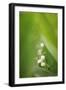 Lily of the Valley, Convallaria Majalis-Andreas Keil-Framed Photographic Print