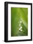 Lily of the Valley, Convallaria Majalis-Andreas Keil-Framed Photographic Print