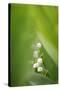 Lily of the Valley, Convallaria Majalis-Andreas Keil-Stretched Canvas