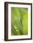 Lily of the Valley, Convallaria Majalis-Andreas Keil-Framed Photographic Print