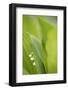 Lily of the Valley, Convallaria Majalis-Andreas Keil-Framed Photographic Print