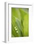 Lily of the Valley, Convallaria Majalis-Andreas Keil-Framed Photographic Print