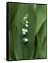 Lily of the Valley Flower Close-up-Anna Miller-Framed Stretched Canvas