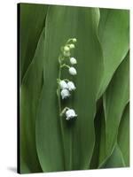 Lily of the Valley Flower Close-up-Anna Miller-Stretched Canvas