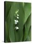 Lily of the Valley Flower Close-up-Anna Miller-Stretched Canvas