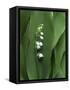 Lily of the Valley Flower Close-up-Anna Miller-Framed Stretched Canvas