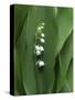 Lily of the Valley Flower Close-up-Anna Miller-Stretched Canvas