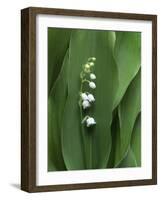 Lily of the Valley Flower Close-up-Anna Miller-Framed Photographic Print