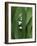 Lily of the Valley Flower Close-up-Anna Miller-Framed Photographic Print