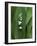 Lily of the Valley Flower Close-up-Anna Miller-Framed Photographic Print