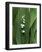 Lily of the Valley Flower Close-up-Anna Miller-Framed Photographic Print