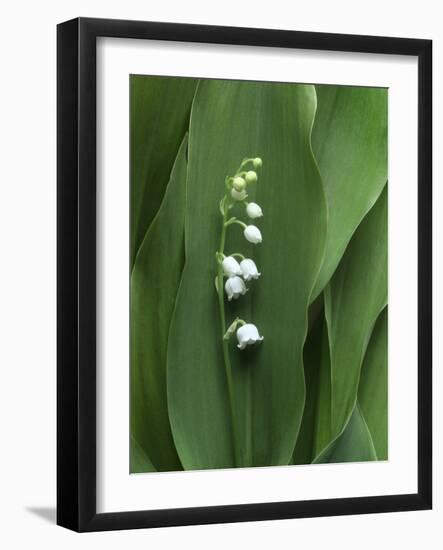 Lily of the Valley Flower Close-up-Anna Miller-Framed Photographic Print