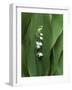 Lily of the Valley Flower Close-up-Anna Miller-Framed Photographic Print