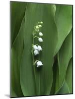 Lily of the Valley Flower Close-up-Anna Miller-Mounted Photographic Print