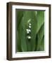 Lily of the Valley Flower Close-up-Anna Miller-Framed Photographic Print