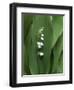 Lily of the Valley Flower Close-up-Anna Miller-Framed Photographic Print