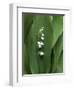 Lily of the Valley Flower Close-up-Anna Miller-Framed Photographic Print