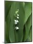 Lily of the Valley Flower Close-up-Anna Miller-Mounted Photographic Print