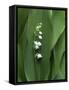 Lily of the Valley Flower Close-up-Anna Miller-Framed Stretched Canvas
