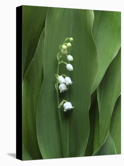 Lily of the Valley Flower Close-up-Anna Miller-Stretched Canvas