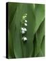 Lily of the Valley Flower Close-up-Anna Miller-Stretched Canvas