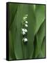 Lily of the Valley Flower Close-up-Anna Miller-Framed Stretched Canvas