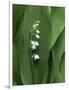 Lily of the Valley Flower Close-up-Anna Miller-Framed Photographic Print