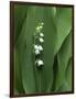 Lily of the Valley Flower Close-up-Anna Miller-Framed Photographic Print
