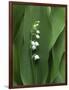 Lily of the Valley Flower Close-up-Anna Miller-Framed Photographic Print