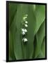 Lily of the Valley Flower Close-up-Anna Miller-Framed Photographic Print