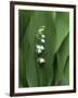Lily of the Valley Flower Close-up-Anna Miller-Framed Premium Photographic Print