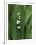 Lily of the Valley Flower Close-up-Anna Miller-Framed Premium Photographic Print