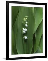 Lily of the Valley Flower Close-up-Anna Miller-Framed Premium Photographic Print