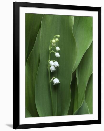 Lily of the Valley Flower Close-up-Anna Miller-Framed Premium Photographic Print