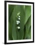 Lily of the Valley Flower Close-up-Anna Miller-Framed Premium Photographic Print