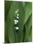 Lily of the Valley Flower Close-up-Anna Miller-Mounted Premium Photographic Print