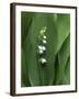 Lily of the Valley Flower Close-up-Anna Miller-Framed Photographic Print